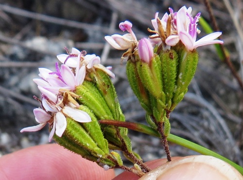 Image of Corymbium villosum by (c) linkie, some rights reserved (CC BY)