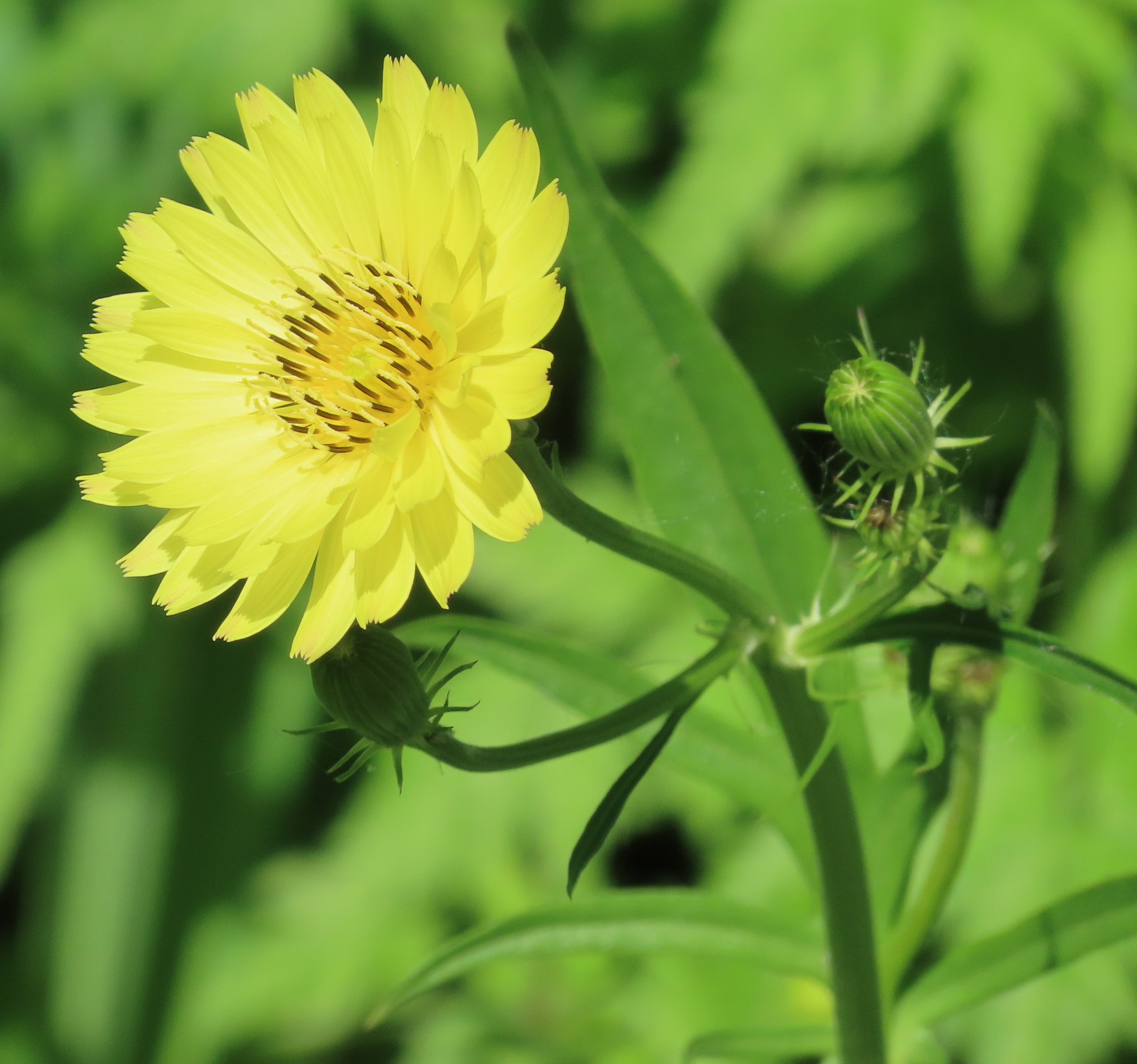 Pyrrhopappus pauciflorus
