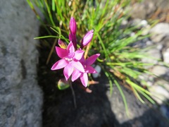 Thereianthus minutus