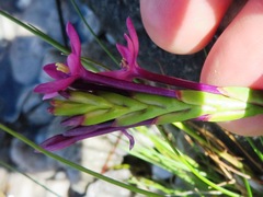 Thereianthus minutus