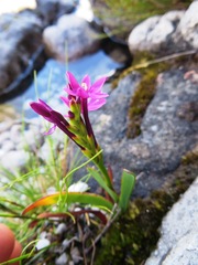 Thereianthus minutus