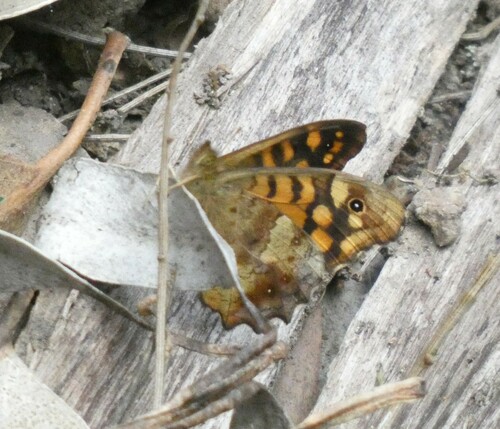 Photo of Speckled Wood (Pararge aegeria)