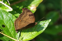 Junonia iphita
