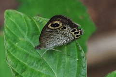 Ypthima huebneri