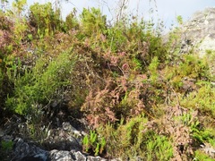 Erica bergiana bergiana