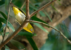 Zosterops simplex simplex