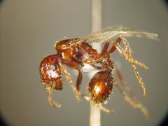 Pogonomyrmex anzensis