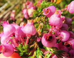 Erica bergiana bergiana