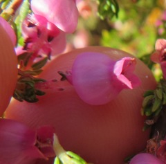 Erica bergiana bergiana