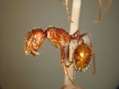 Pogonomyrmex anzensis