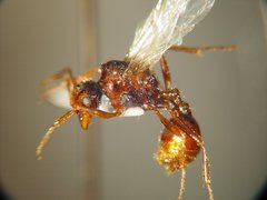 Pogonomyrmex anzensis