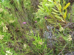 Chironia jasminoides