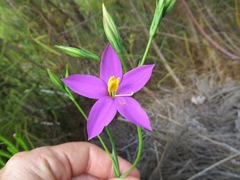 Chironia jasminoides