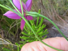Chironia jasminoides
