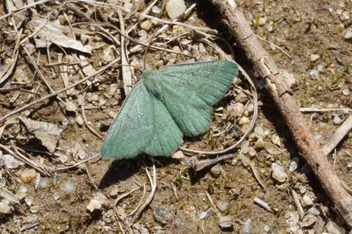 Day Emerald photo 2