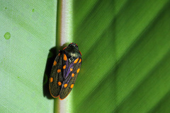 Mahanarva costaricensis