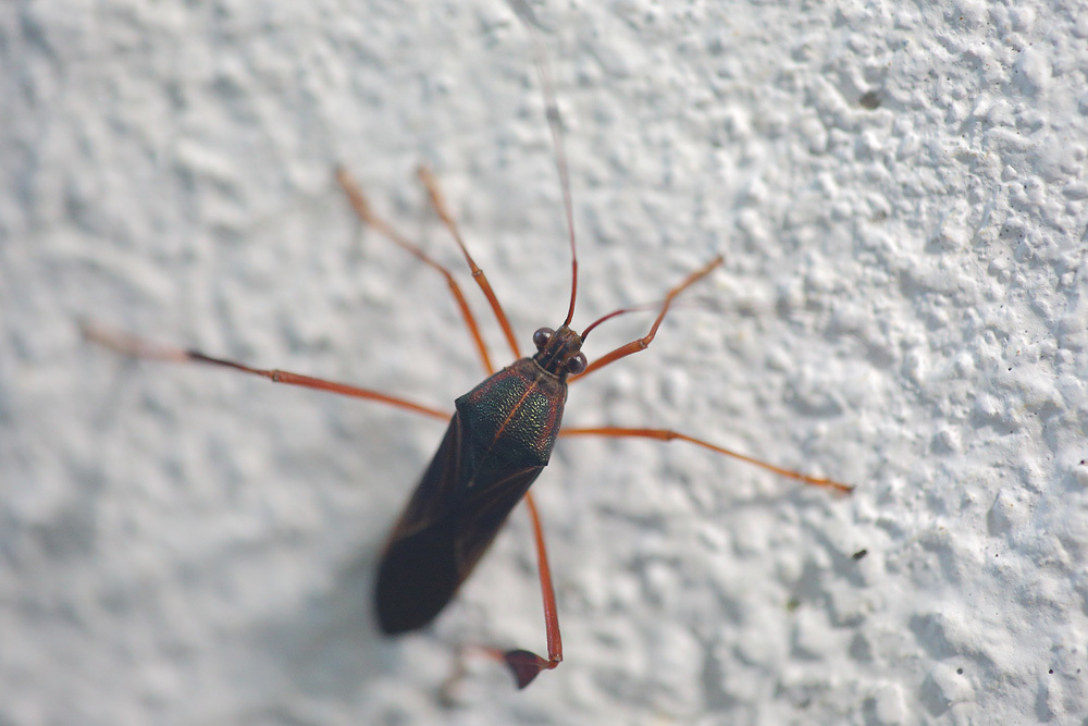 Stenoeurilla pellucida