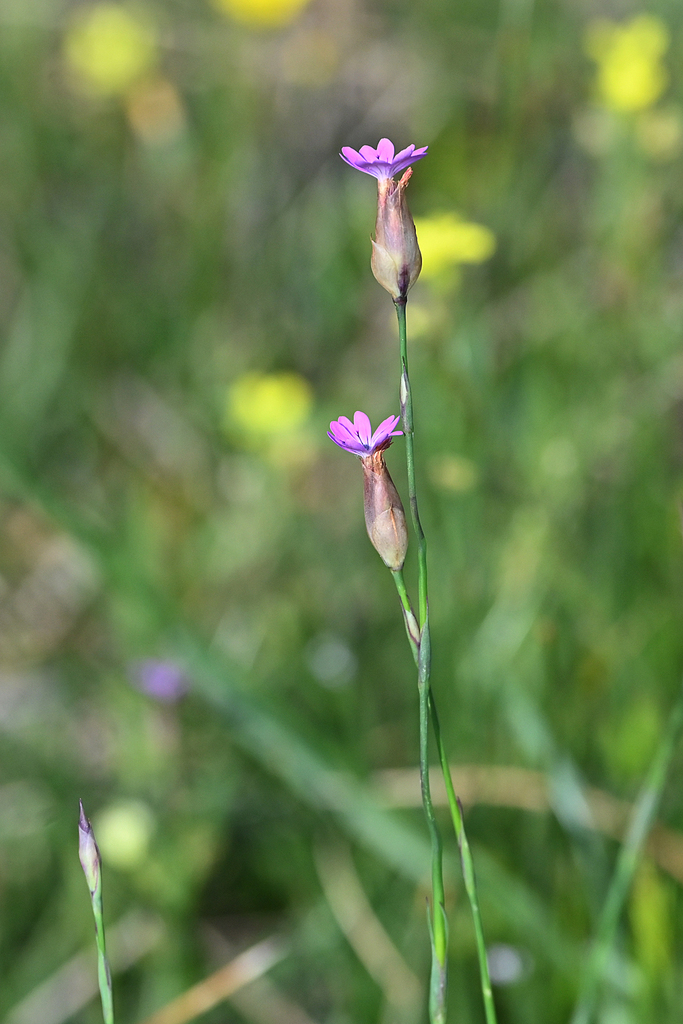 Kohlrauschia