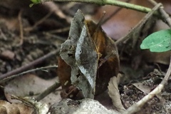 Chiasmia nora