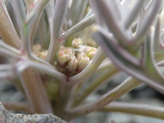 Lignocarpa carnosula