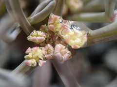 Lignocarpa carnosula