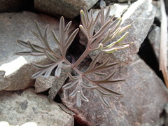 Lignocarpa carnosula