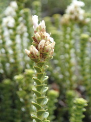 Veronica epacridea