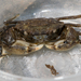 White-tipped Mud Crab - Photo (c) Peggy Romfh, some rights reserved (CC BY-NC)