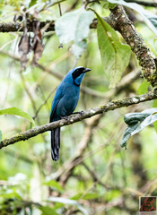 Turquoise Jay photo 5