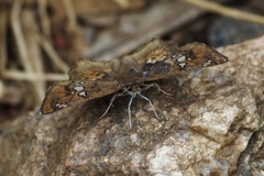 Caprona ransonnettii