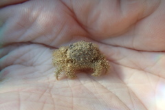 Pilumnus vespertilio