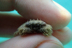 Pilumnus vespertilio