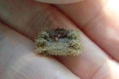 Pilumnus vespertilio