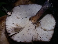 Lentinus