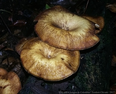 Lentinus
