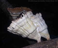 Cymatoderma caperatum