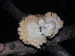 Cymatoderma caperatum