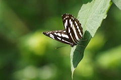 Neptis hylas