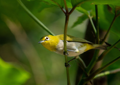 Zosterops simplex simplex