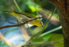 Zosterops simplex simplex