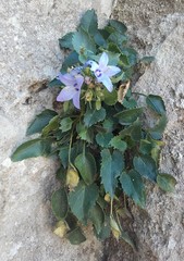 Campanula versicolor tenorei