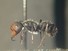 Camponotus ulcerosus