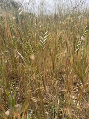 Pignatti's Grass (Desmazeria pignattii)