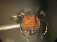 Camponotus ulcerosus