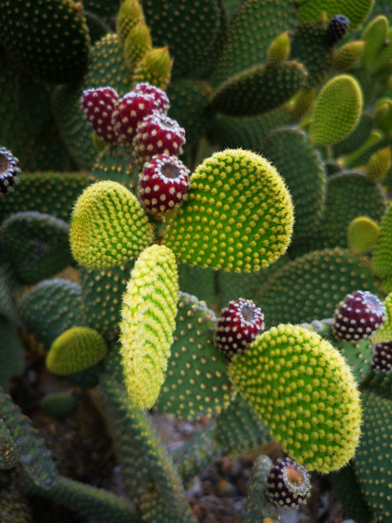 Opuntia microdasys growing in bright sun