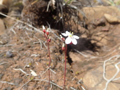 Drosera neocaledonica