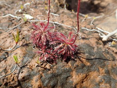 Drosera neocaledonica