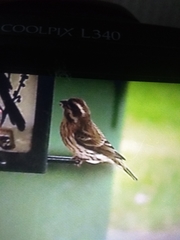 Haemorhous purpureus purpureus