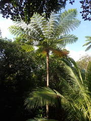 Sphaeropteris intermedia