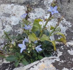 Campanula versicolor tenorei